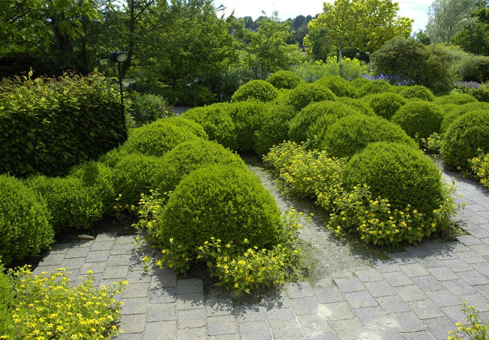 BRAUCHT JEDER BAUERNGARTEN: BUCHS 