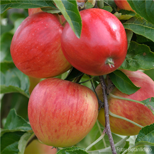 WIE GEHT... OBSTPFLANZE?