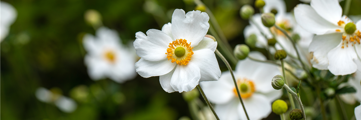 Anemone japonica, weiß