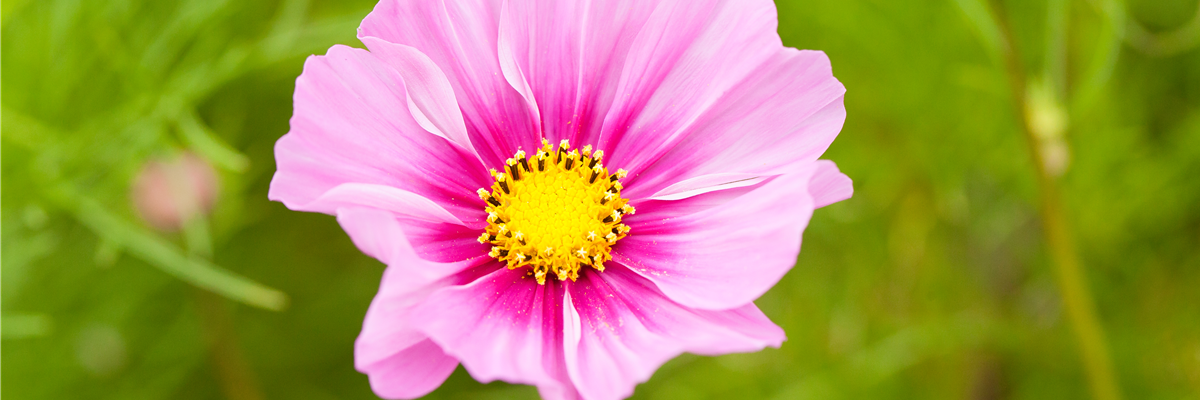 Cosmos bipinnatus, rosa