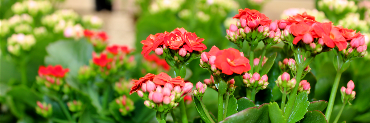 Kalanchoe