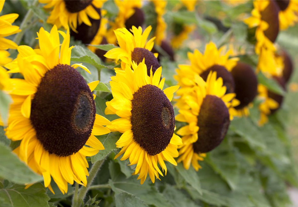 DIE TOP 8 DER HERBSTBLUMEN