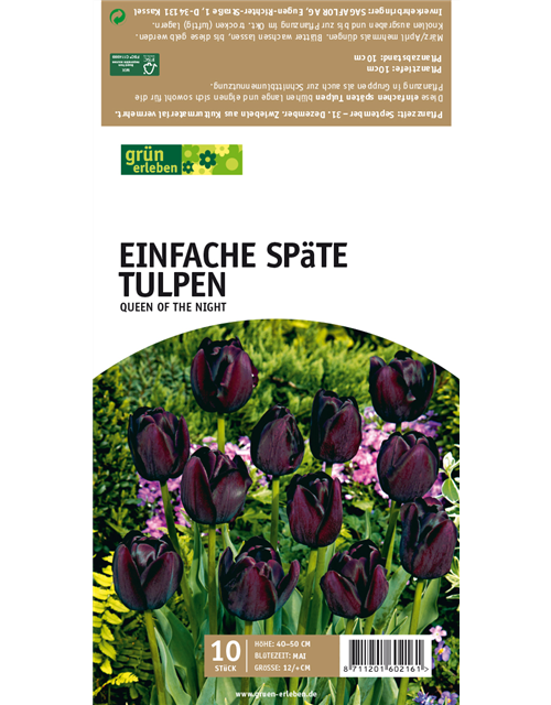 Einfache späte Tulpen