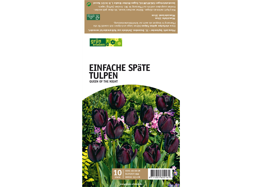 Einfache späte Tulpen