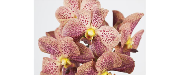 ORCHIDEEN FüR ANFäNGER UND PROFIS