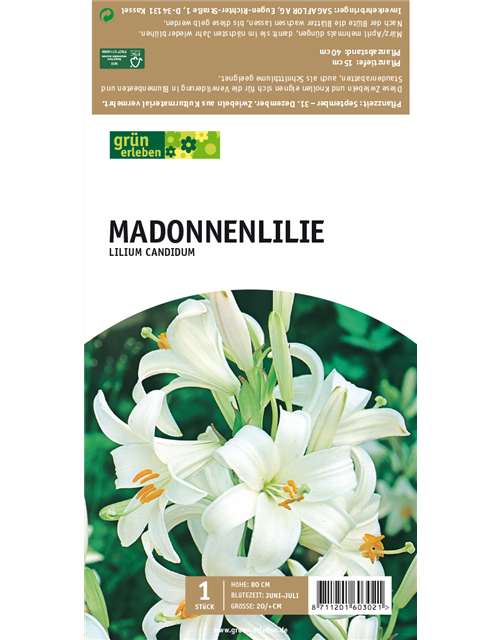 Madonnenlilie