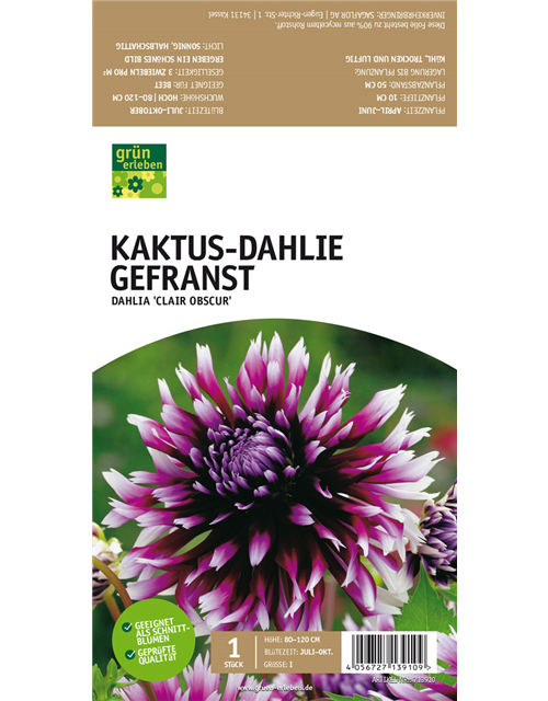 Kaktus-Dahlie Gefranst