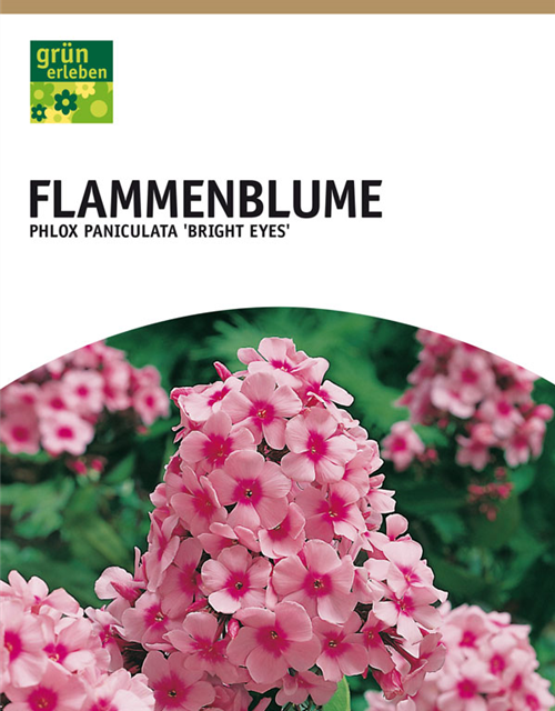 Flammenblume