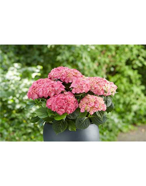 HORTENSIE