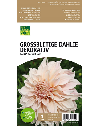 Großblütige Dahlie, Dekorativ