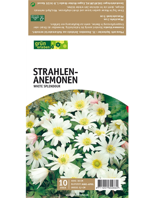 Strahlen-Anemonen