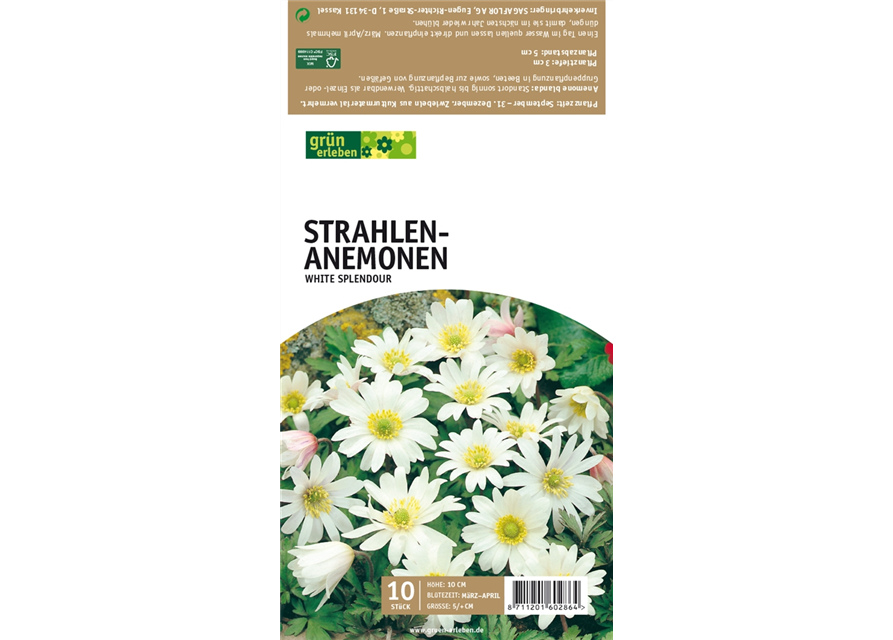 Strahlen-Anemonen