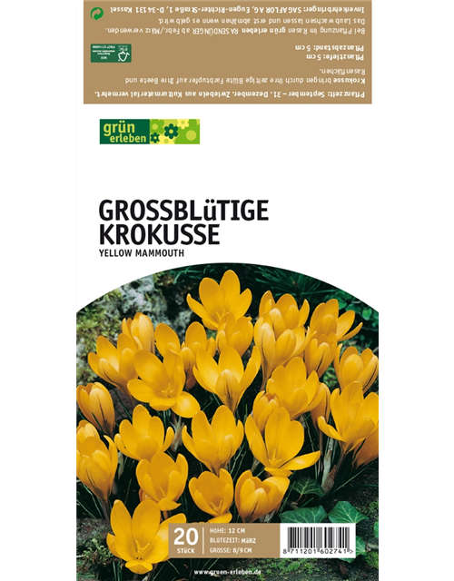 Großblütige Krokusse