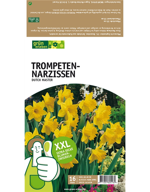 Trompeten-Narzissen