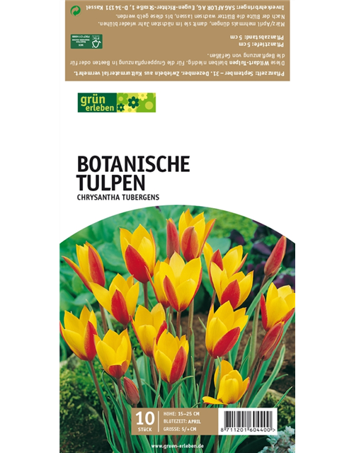 Botanische Wildtulpen