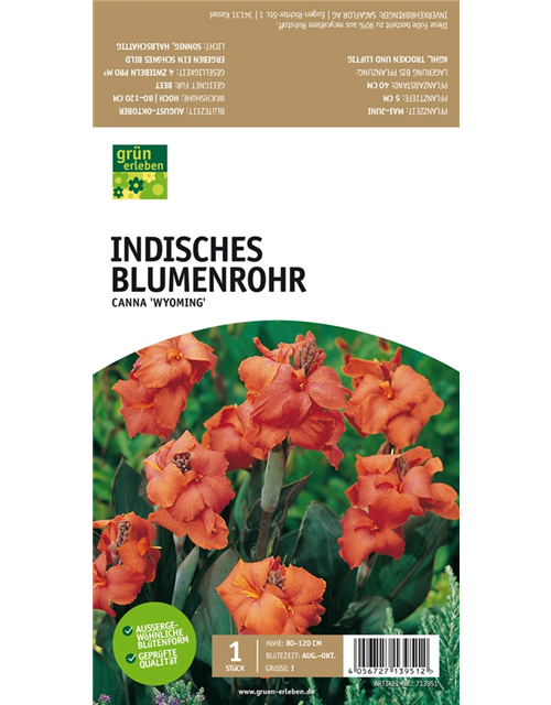 Indisches Blumenrohr